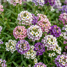 Alyssum F1 'Magic Circle Mix' Flower Seeds for Planting