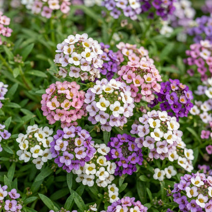 Alyssum F1 'Magic Circle Mix' Flower Seeds for Planting