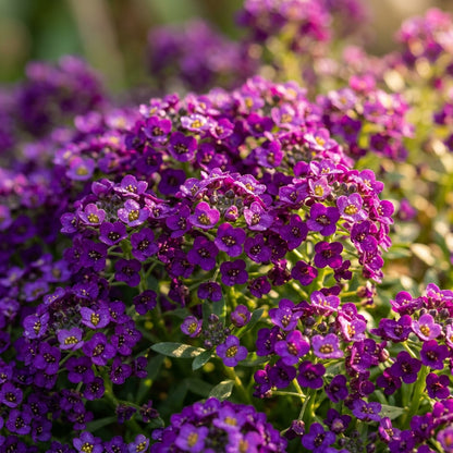 Alyssum Royal Carpet Seeds – Fragrant Purple Groundcover