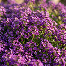 Alyssum Royal Carpet Seeds – Fragrant Purple Groundcover