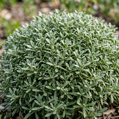 Alyssum Royal Carpet Seeds – Fragrant Purple Groundcover
