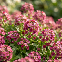 Alyssum Wonderland Deep Rose Flower Seeds for Planting