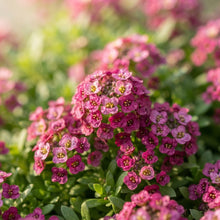 Alyssum Wonderland Deep Rose Flower Seeds for Planting
