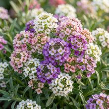 Alyssum Magic Circles Mixed Flower Seeds for Planting
