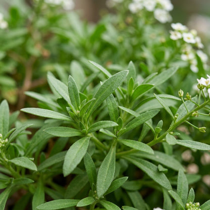 Alyssum F1 'Magic Circle Mix' Flower Seeds for Planting