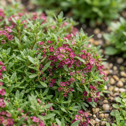 Alyssum Wonderland Deep Rose Flower Seeds for Planting
