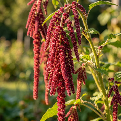 Amaranthus Foxtail Seeds – Cascading Flower Tassels