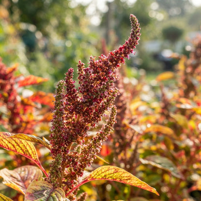 Amaranthus Illumination Seeds for Planting