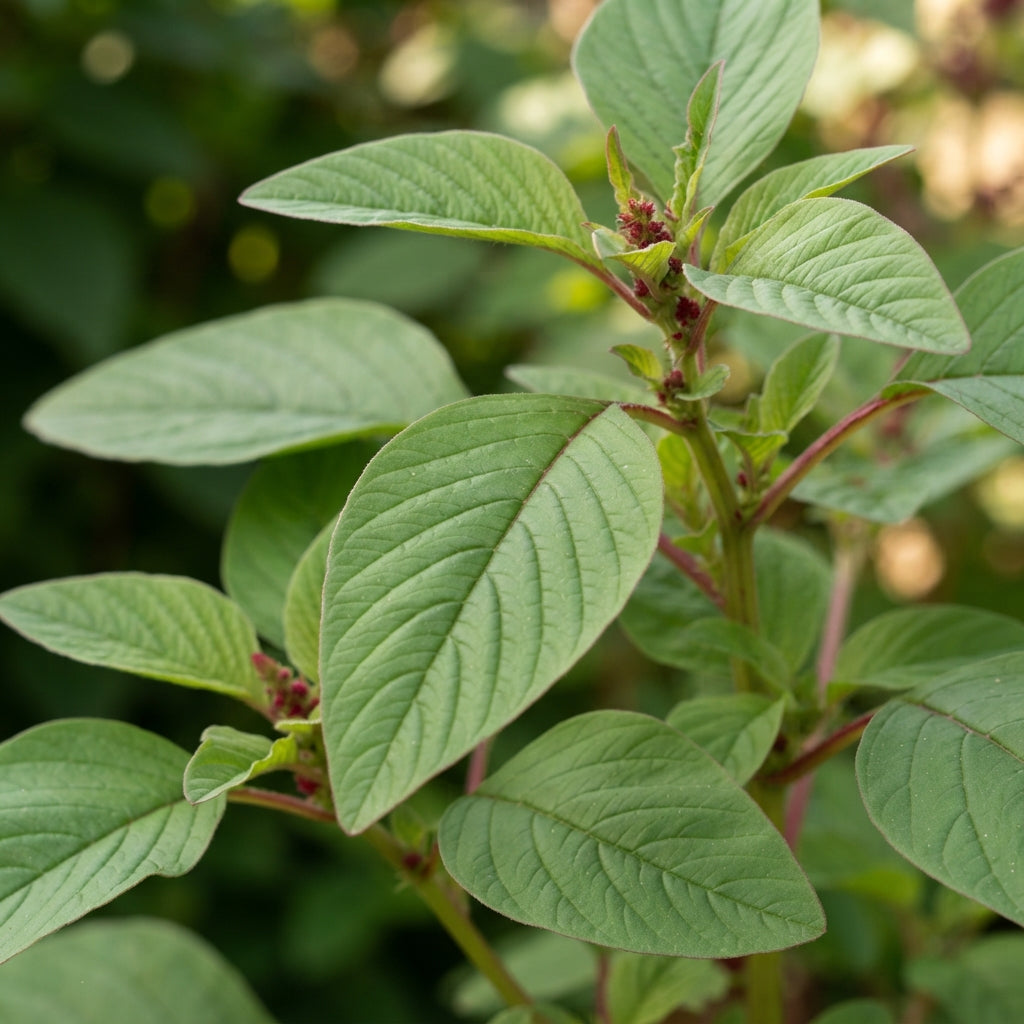 Amaranthus caudatus Red Flower Seeds for Planting