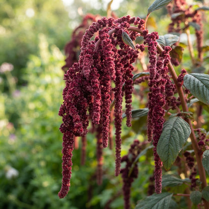 Amaranthus caudatus Red Flower Seeds for Planting