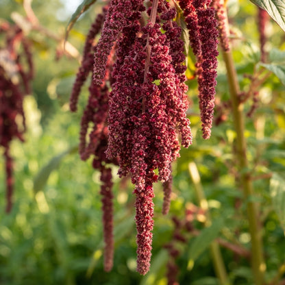 Amaranthus caudatus Red Flower Seeds for Planting