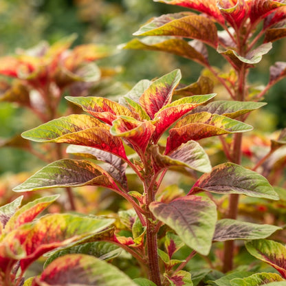 Amaranthus Illumination Seeds for Planting