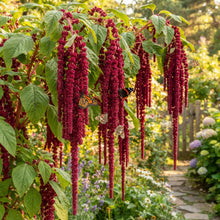 Amaranthus caudatus Red Flower Seeds for Planting