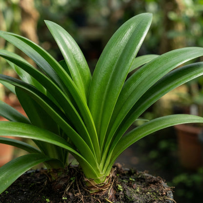 Amaryllis Light Yellow Flower Seeds for Planting
