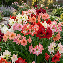 Amaryllis Lily Mix Seeds - Amaryllis Flower Seeds for Garden