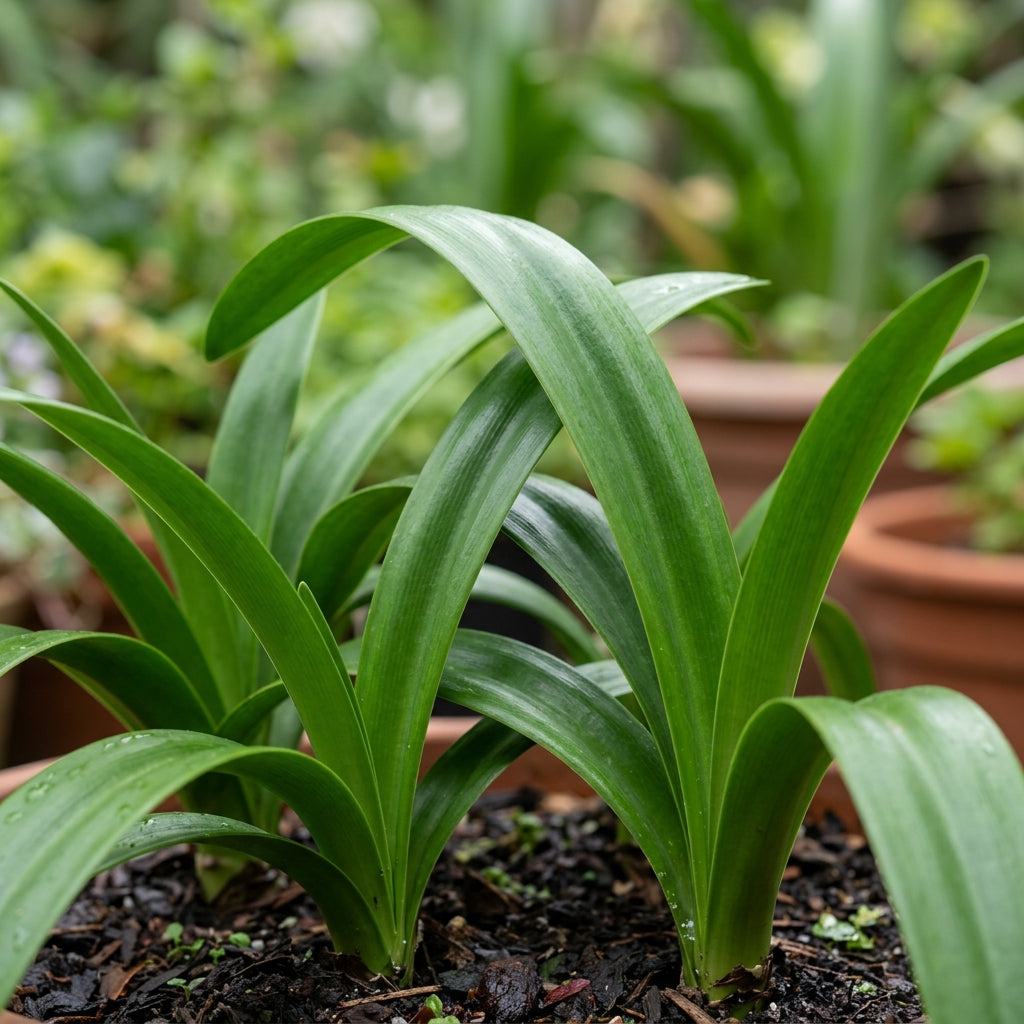 Amaryllis Lily Mix Seeds - Amaryllis Flower Seeds for Garden