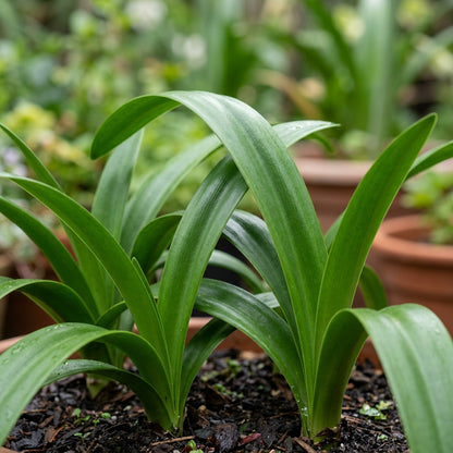 Amaryllis Lily Mix Seeds - Amaryllis Flower Seeds for Garden