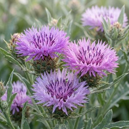 American Basket Flower Seeds for Garden Planting