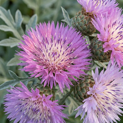 American Basket Flower Seeds for Garden Planting