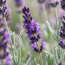 Amethyst Lavender Seeds for Planting