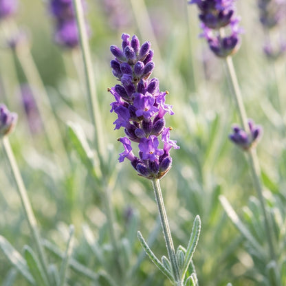 Amethyst Lavender Seeds for Planting