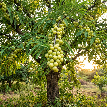 Amla (Indian Gooseberry) Seeds for Planting