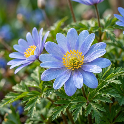 Anemone Blanda Blue Shades Seeds - Blue Anemone Flower Seeds for Garden