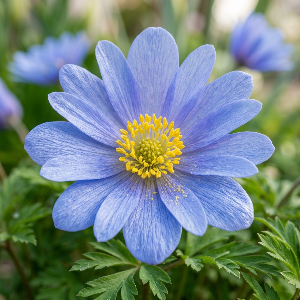 Anemone Blanda Blue Shades Seeds - Blue Anemone Flower Seeds for Garden