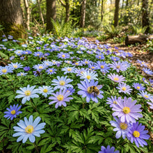 Anemone Blanda Blue Shades Seeds - Blue Anemone Flower Seeds for Garden