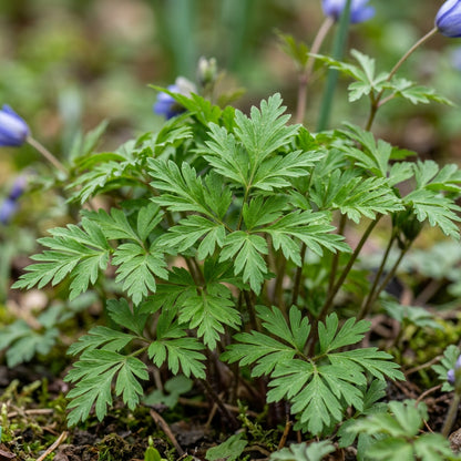 Anemone Blanda Blue Shades Seeds - Blue Anemone Flower Seeds for Garden