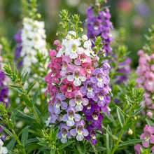 Angelonia Serena Mix Flower Seeds For Planting