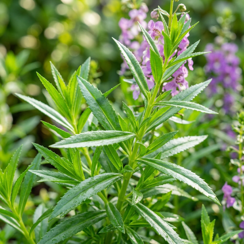 Perennial Angelonia Serena Summer Snapdragon Flower Seeds for Garden
