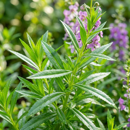 Perennial Angelonia Serena Summer Snapdragon Flower Seeds for Garden