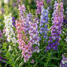 Perennial Angelonia Serena Summer Snapdragon Flower Seeds for Garden