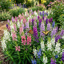 Perennial Angelonia Serena Summer Snapdragon Flower Seeds for Garden