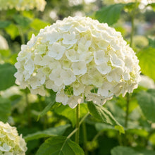 Hydrangea Annabelle Flower Seeds for Planting