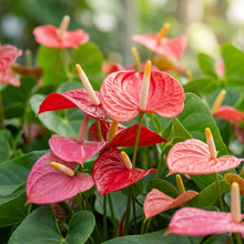 Anthurium Flamingo Flower Seeds - Anthurium Flower Seeds for Garden