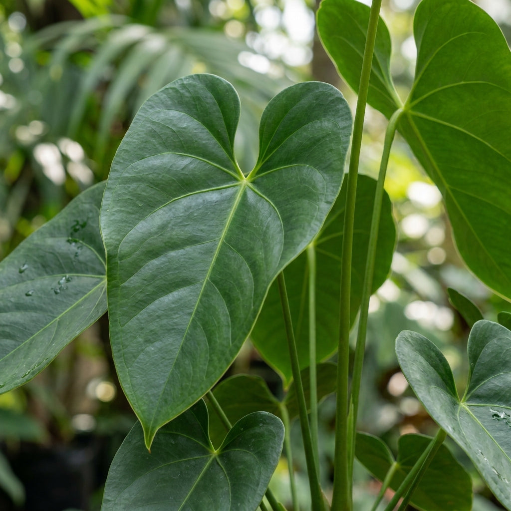 Anthurium Flamingo Flower Seeds - Anthurium Flower Seeds for Garden