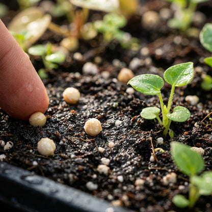 Andraeanum Seeds for Planting