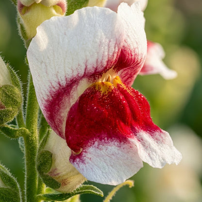 Antirrhinum Lucky Lips Seeds – Bicolour Snapdragon Blooms