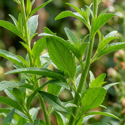 Antirrhinum White Admiral F1 Seeds – Elegant White Snapdragons