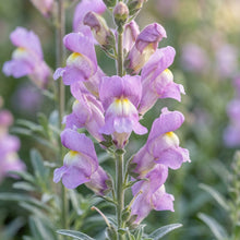 Antirrhinum Braun Blanquetii Flower Seeds For Planting