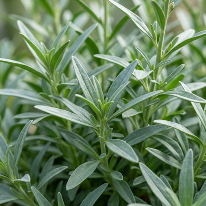 Antirrhinum Braun Blanquetii Flower Seeds For Planting