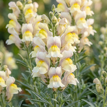 Antirrhinum Siculum Flower Seeds For Planting