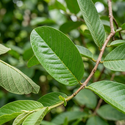 Apple Guava Seeds for Planting – Sweet Crunchy Tropical Fruit Seeds for Home Gardening