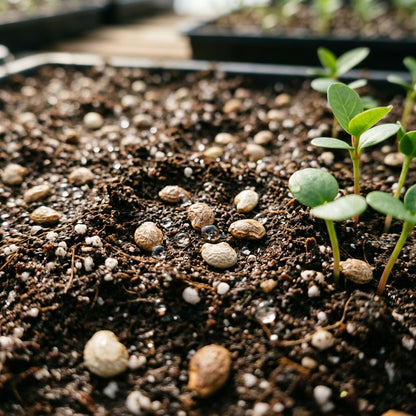 Apple Guava Seeds for Planting – Sweet Crunchy Tropical Fruit Seeds for Home Gardening