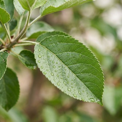 Apple Seeds Fruit Plant for Garden Growing