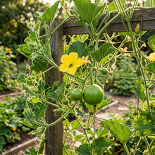 Apple Gourd Seeds Round Gourd Vegetable Seeds