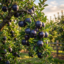 Black Apple Seeds for Planting