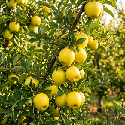 Golden Delicious Apple Seeds for Planting
